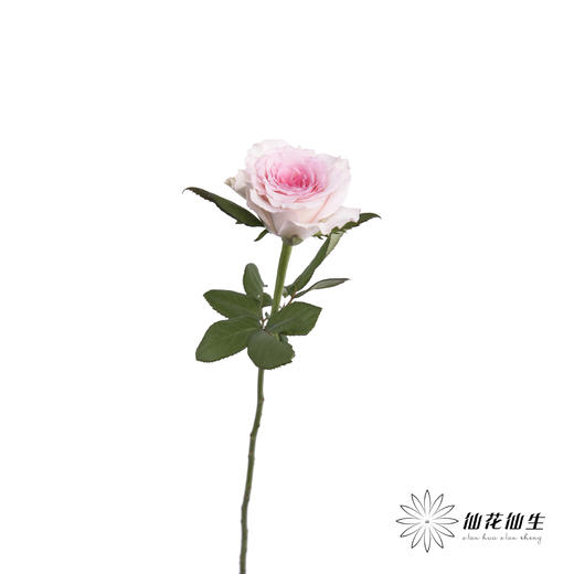 单头玫瑰 | 洛神 商品图4