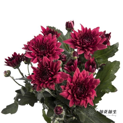 小菊 | 红丹特 商品图0