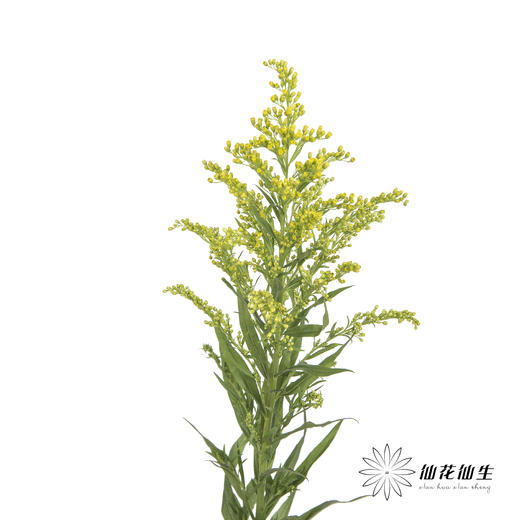 配花 | 黄莺 商品图1