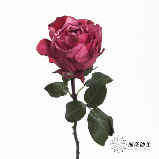 单头玫瑰 | 幸运女神 商品图3