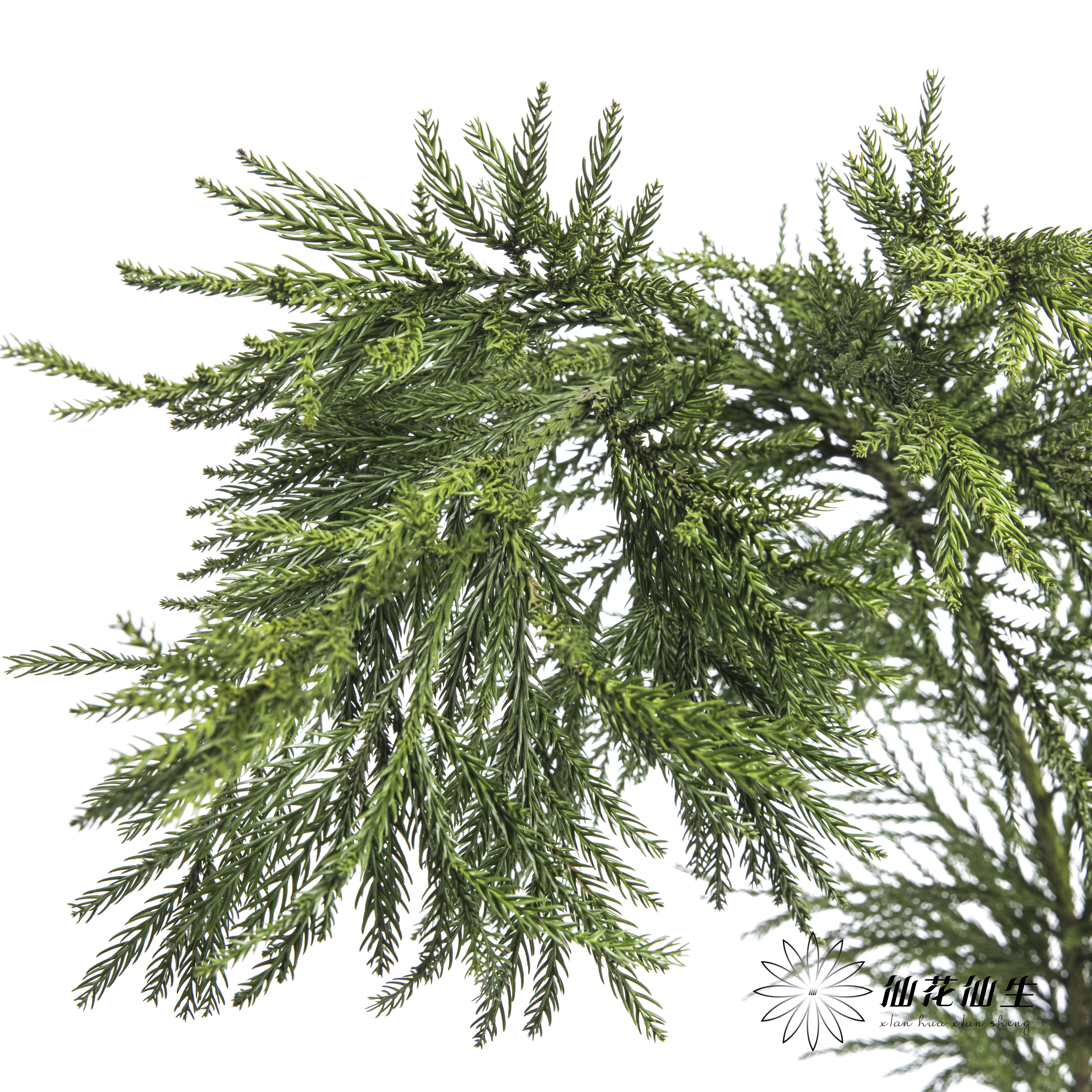 叶材 | 天竺少女