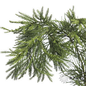 叶材 | 天竺少女