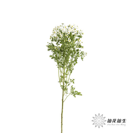 配花 | 重瓣洋甘菊小女孩 商品图2