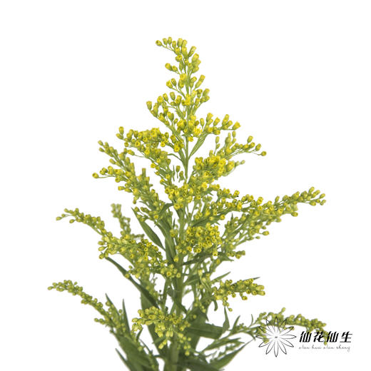 配花 | 黄莺 商品图0