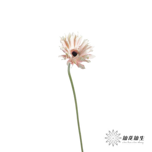 非洲菊 | 布拉格 商品图2