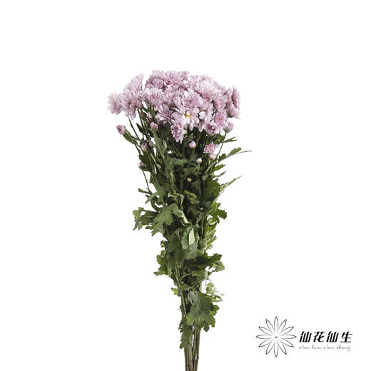 小菊 | 汉城 商品图2