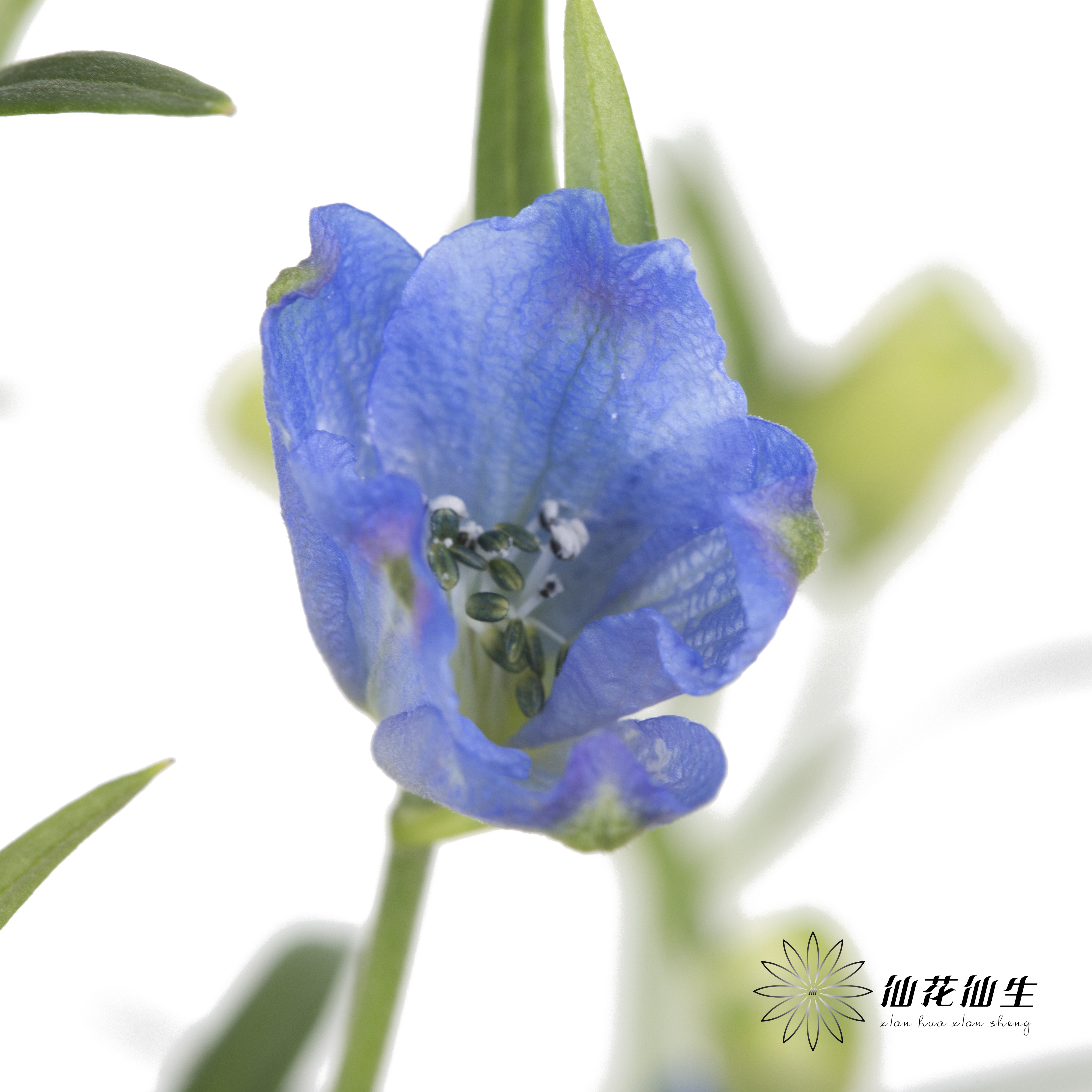 配花 | 小飞燕浅蓝