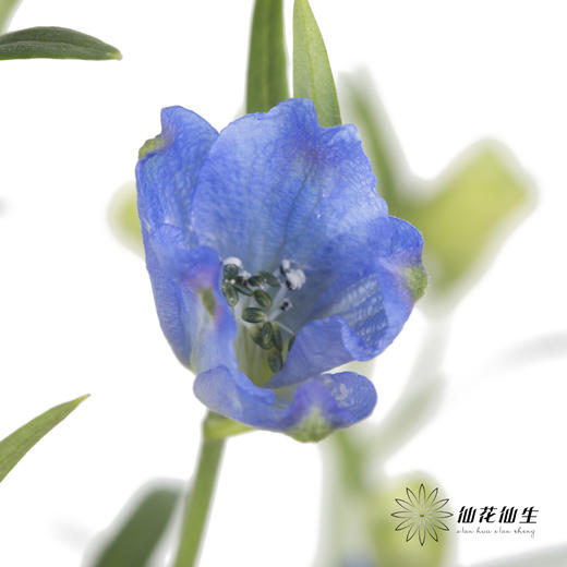 配花 | 小飞燕浅蓝 商品图0