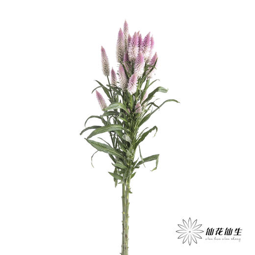 配花 | 多头凤尾粉色 商品图4