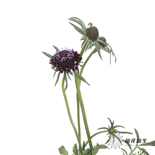 配花 | 松虫草紫黑色 商品图3