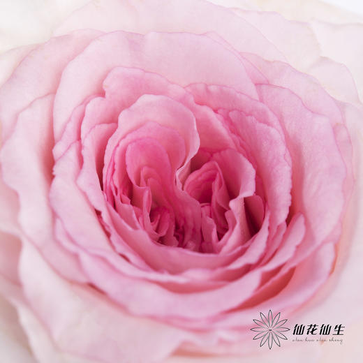 单头玫瑰 | 洛神 商品图2