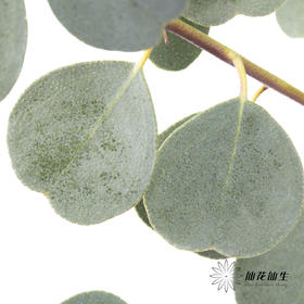 叶材 | 尤加利心形