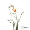 配花 | 火焰兰 商品缩略图0