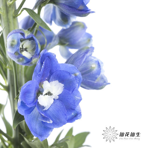 配花 | 大飞燕蓝色 商品图0