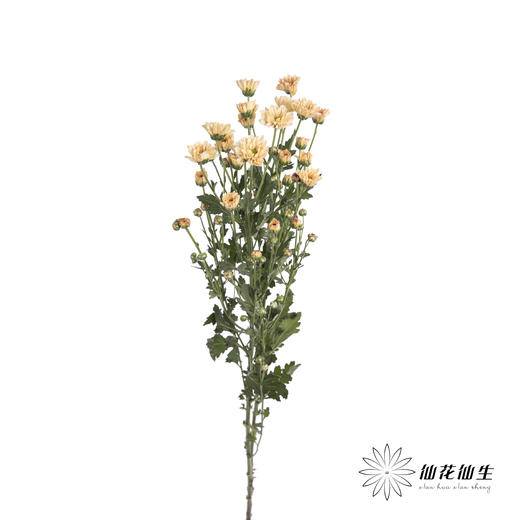 小菊 | 香槟 商品图3