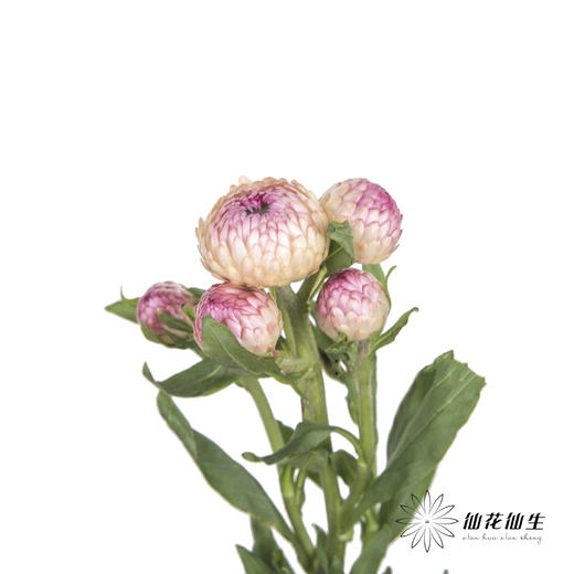 配花 | 麦秆菊粉色 商品图1