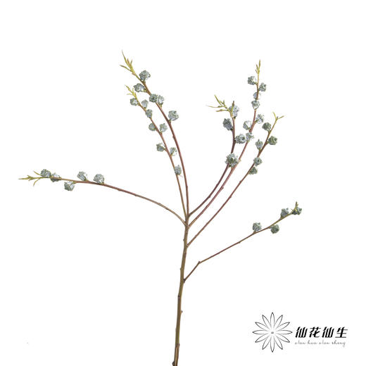 配果 | 尤加利果(养护过程中可能会开花，不售后，介意慎拍） 商品图2