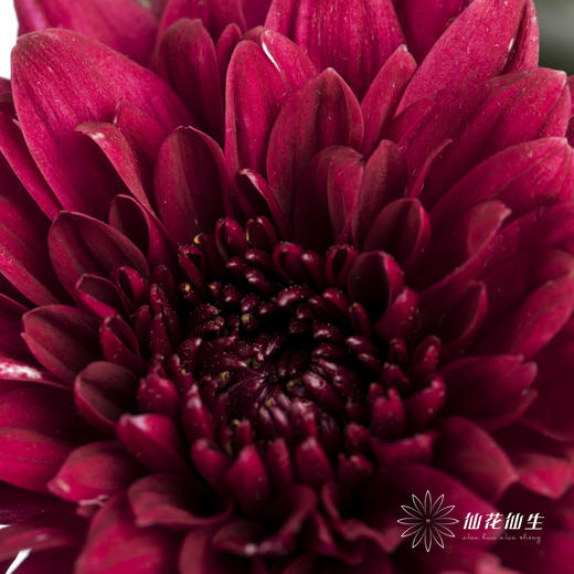 小菊 | 红丹特 商品图2