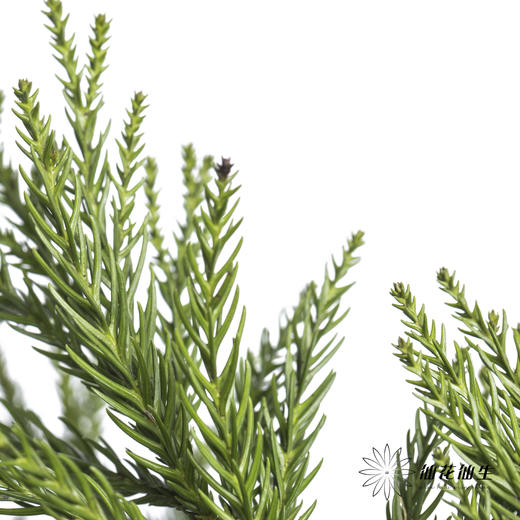 叶材 | 天竺少女 商品图1