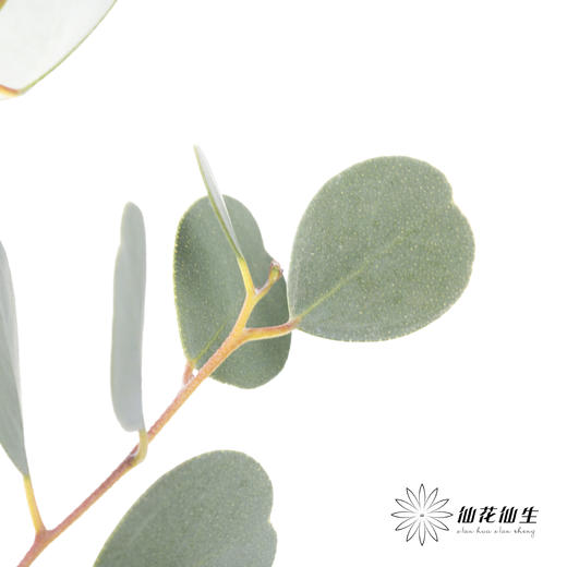 叶材 | 尤加利心形 商品图3