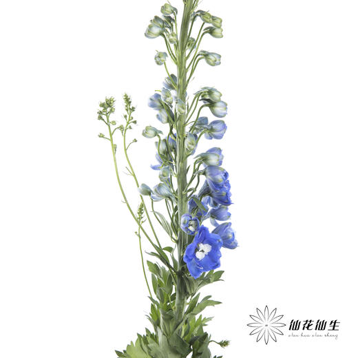 配花 | 大飞燕蓝色 商品图2