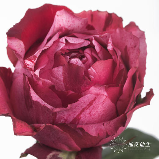 单头玫瑰 | 幸运女神 商品图0