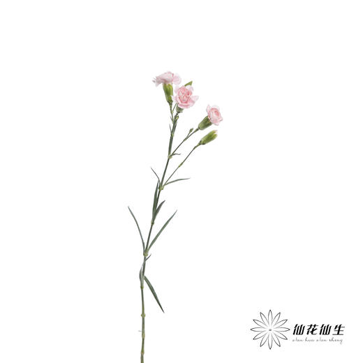 多头康乃馨 | 粉太子 商品图1