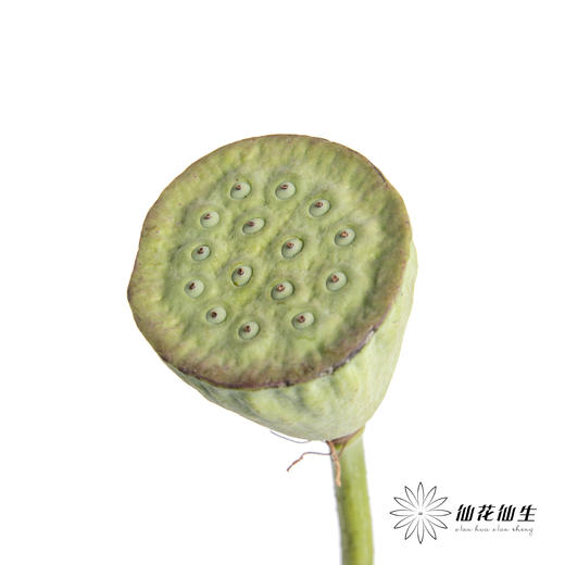 配果 | 莲蓬 商品图0