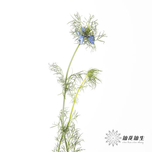 配花 | 黑种草蓝色 商品图3