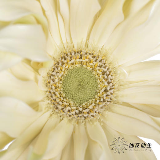 非洲菊 | 香格里拉 商品图4