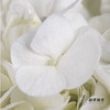 绣球 | 白色 商品缩略图2