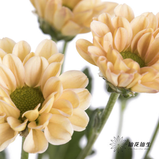 小菊 | 香槟 商品图0