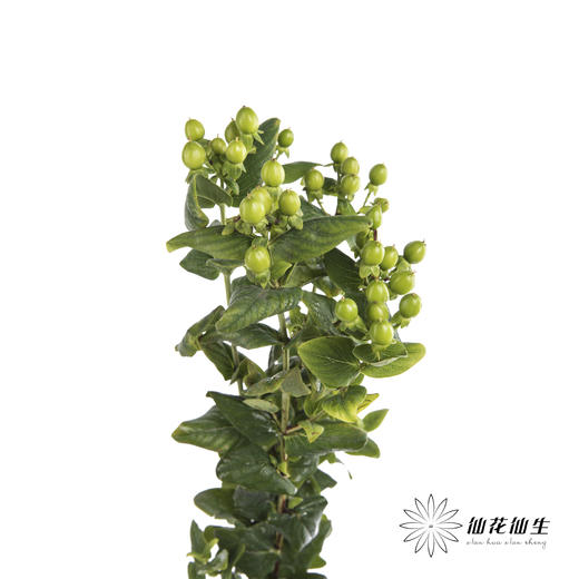 配果 | 火龙珠绿色 商品图3