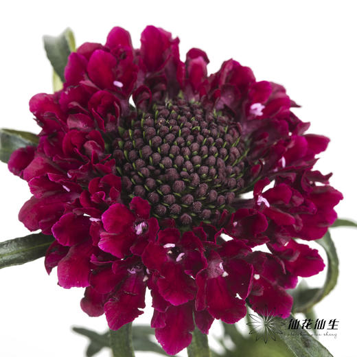 配花 | 松虫草红色 商品图1