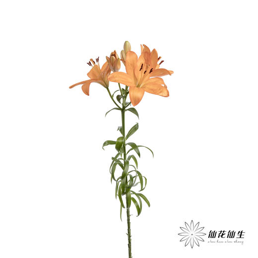 百合 | 亚百橙色梦想 商品图1