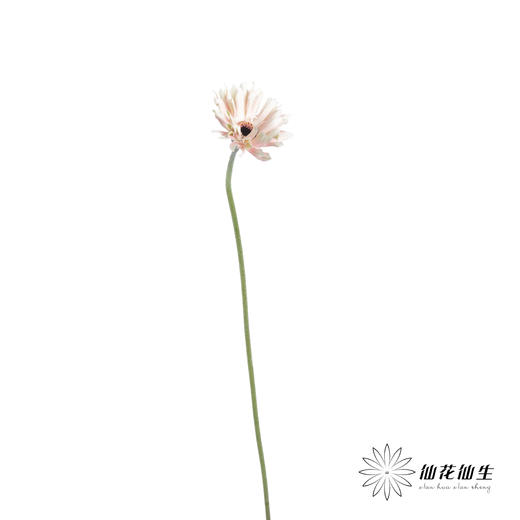 非洲菊 | 布拉格 商品图1