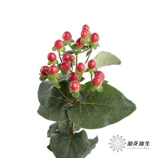 配果 | 火龙珠红色 商品图1