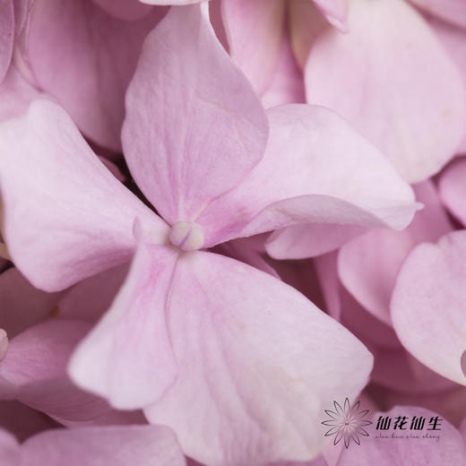 绣球 | 浅粉 商品图3