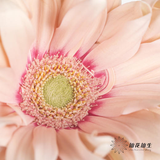 非洲菊 | 亚丁 商品图3