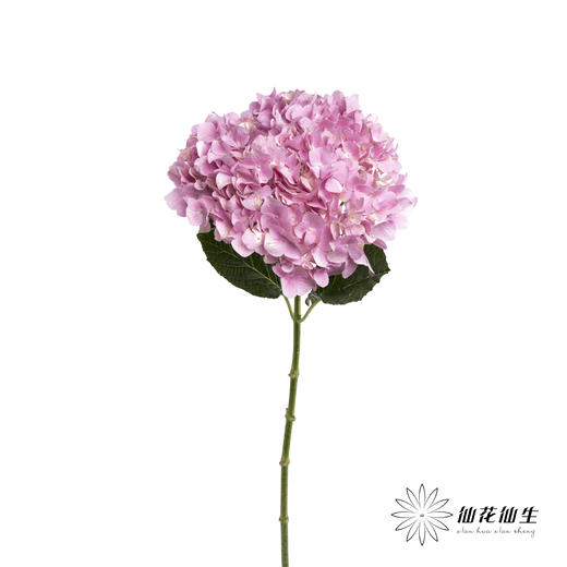 绣球 | 大海粉 商品图1