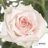 多头玫瑰 | 心悦宝贝 商品缩略图2