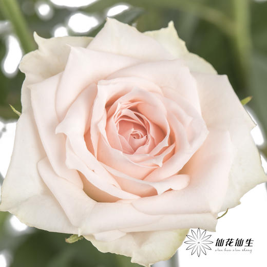 多头玫瑰 | 心悦宝贝 商品图2