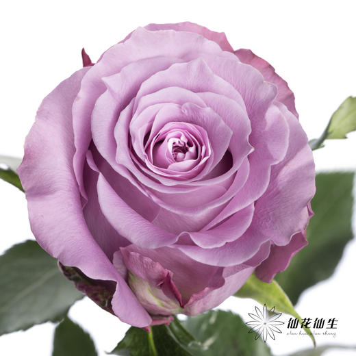 单头玫瑰 | 碧海 商品图0