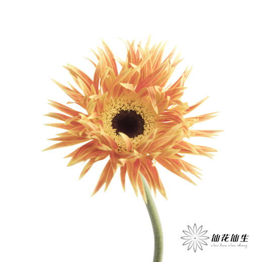 非洲菊 | 拉丝橙色 商品图0