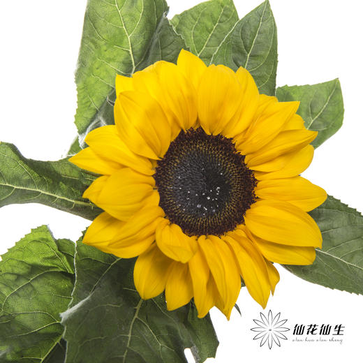 向日葵 | 黄色 商品图0