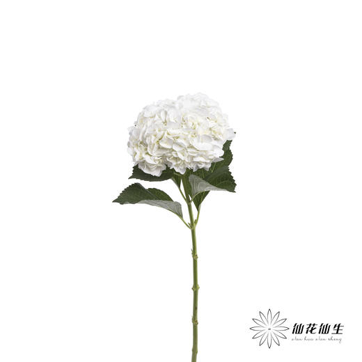 绣球 | 白色 商品图1