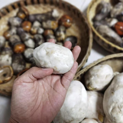 高原野生鹅蛋菌 肉质鲜嫩美味 是高蛋白低脂肪的健康食材 顺丰包邮48