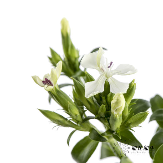 配花 | 青梅白色 商品图0