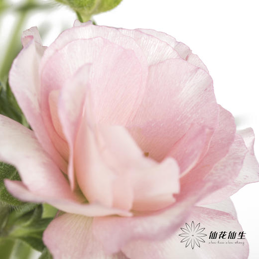 配花 | 蝴蝶洋牡丹粉色 商品图2