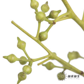 配果 | 小米果【运输途中果子易掉，介意慎拍】